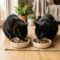 cat food